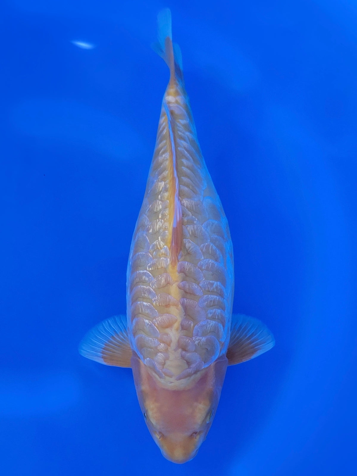 Marusen Aragoke Karashigoi koi for sale — 41 cm at ChampKoi