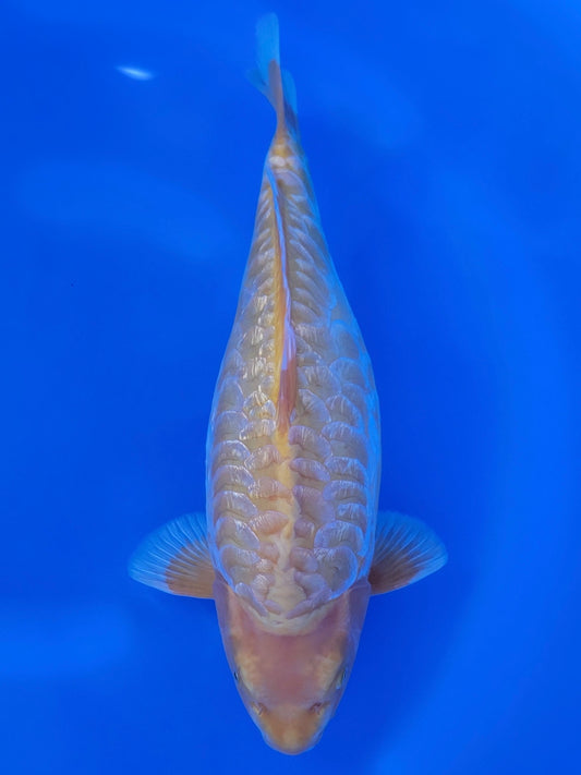 Marusen Aragoke Karashigoi koi for sale — 41 cm at ChampKoi
