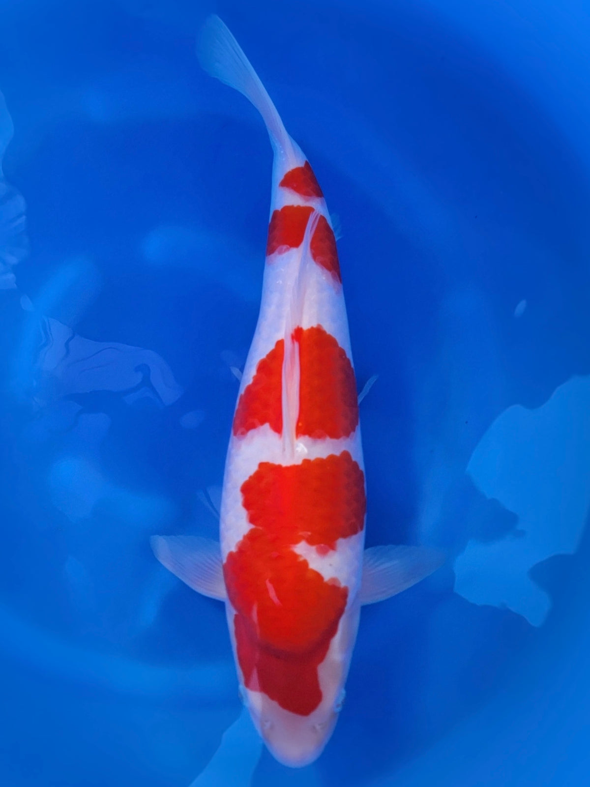 Izumiya Kohaku koi for sale — 52 cm at ChampKoi