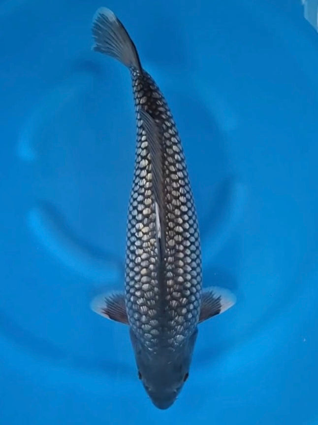 2025FALL-166: 53cm Dainichi Black Diamond | ChampKoi - Champion