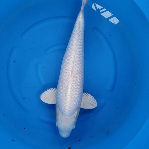 Japanese koi listing 2024FALL-005 from Sakazume koi farm, containing Platinum Ogon at champkoi.com - image 1