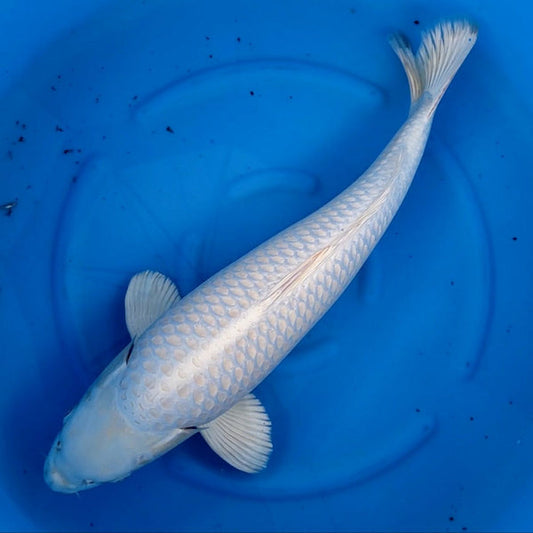 Japanese koi listing 2024FALL-006 from Sakazume koi farm, containing Platinum Ogon at champkoi.com