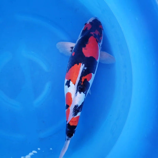 Japanese koi listing 2024FALL-007 from Hiroi koi farm, containing Doitsu Showa at champkoi.com