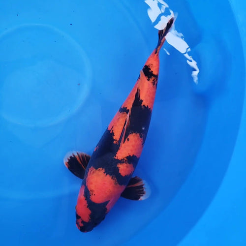 Japanese koi listing 2024FALL-008 from Sakazume koi farm, containing Hi Utsuri at champkoi.com - image 1