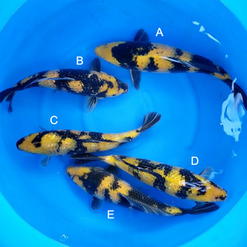 Japanese koi listing 2024FALL-018 from Maruhiro koi farm, containing Ki Utsuri, Ginrin Ki Utsuri at champkoi.com - image 4