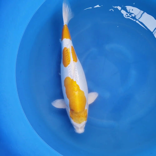 Japanese koi listing 2024FALL-015 - Yellow Hariwake from Sakazume koi farm, containing Yellow Hariwake at champkoi.com - image 2