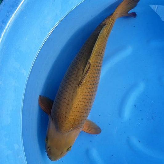 Japanese koi listing 2024FALL-020 from Maruhiro koi farm, containing Chagoi at champkoi.com
