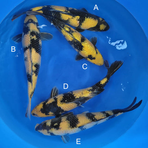 Japanese koi listing 2024FALL-026 from Maruhiro koi farm, containing Ki Utsuri, Ginrin Ki Utsuri at champkoi.com - image 3