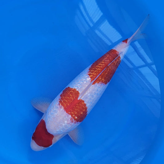 Japanese koi listing 2024FALL-028 from Yagenji koi farm, containing Ginrin Kohaku at champkoi.com