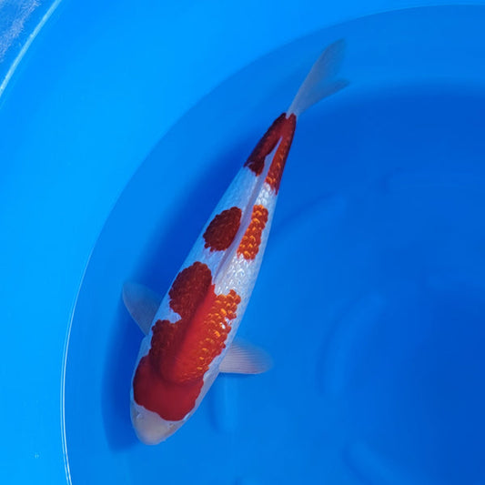 Japanese koi listing 2024FALL-029 from Yagenji koi farm, containing Ginrin Kohaku at champkoi.com
