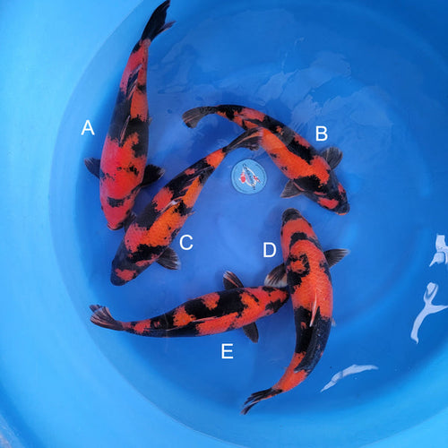 Japanese koi listing 2024FALL-039 from Shinoda koi farm, containing Hi Utsuri at champkoi.com - image 4
