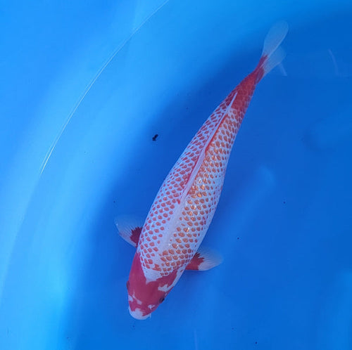 Japanese koi listing 2024FALL-044 Kanoko Asagi from Ozumi koi farm, containing Kanoko Asagi at champkoi.com - image 3