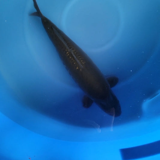 Japanese koi listing 2024FALL-069 Karasu from Marusei koi farm, containing Karasu at champkoi.com