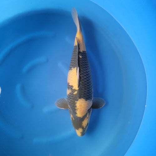 Japanese koi listing 2024FALL-066 Ki Utsuri from Marusei koi farm, containing Ki Utsuri at champkoi.com - image 2