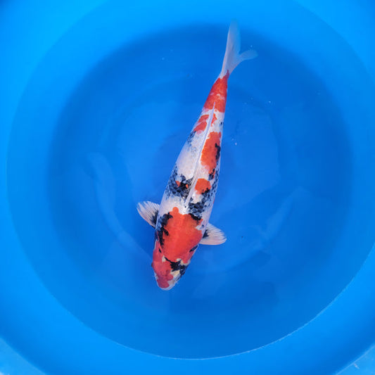 Japanese koi listing 2024FALL-073 Kin Showa from Hosokai koi farm, containing Kin Showa at champkoi.com