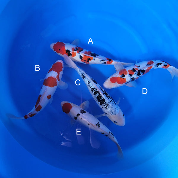 Japanese koi listing 2024FALL-075 from Marusho koi farm, containing Sanke, Female, Ginrin Matsukawabuke, Tancho Sanke at champkoi.com
