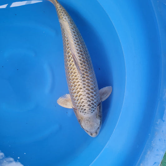 Japanese koi listing 2024FALL-080 Mukashi Ogon from Maruhiro koi farm, containing Mukashi Ogon at champkoi.com