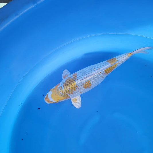 Japanese koi listing 2024FALL-081 Yellow Kogane Ochiba from Muruhiro koi farm, containing Yellow Kogane Ochiba at champkoi.com