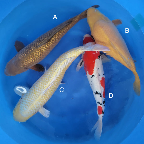 Japanese koi listing 2024FALL-087 from Ogata koi farm, containing Ginrin Chagoi, Yamabuki, Doitsu Sanke, Mukashi Ogon (Short Body) at champkoi.com