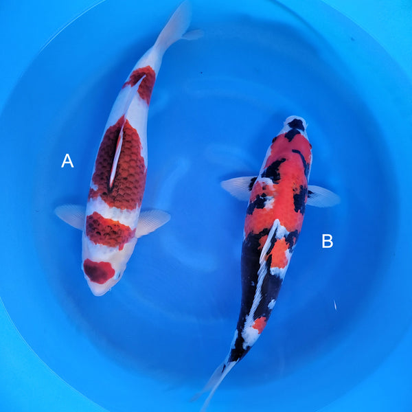 Japanese koi listing 2024FALL-102 from Ogata koi farm, containing Budo Goromo, Showa at champkoi.com