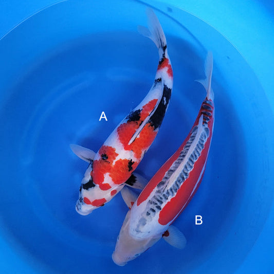 Japanese koi listing 2024FALL-103 from Ogata koi farm, containing Showa, Shusui at champkoi.com