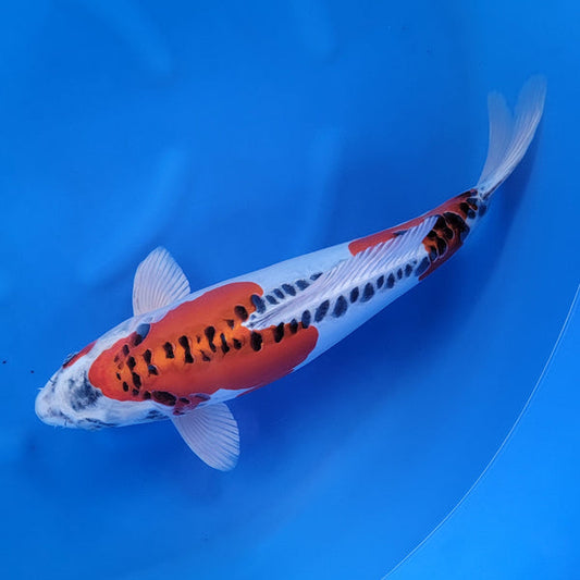 Japanese koi listing 2024FALL-106 Doitsu Kujaku from Ogata koi farm, containing Doitsu Kujaku at champkoi.com