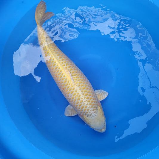 Japanese koi listing 2024FALL-127 Yellow Mukashi Ogon from Maruhiro koi farm, containing Yellow Mukashi Ogon at champkoi.com