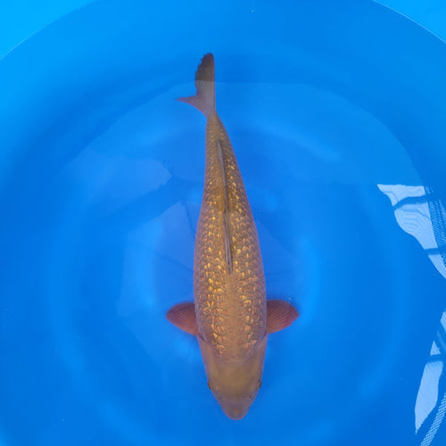 Japanese koi listing 2024FALL-130 Ginrin Chagoi from Otsuka koi farm, containing Ginrin Chagoi at champkoi.com - image 4
