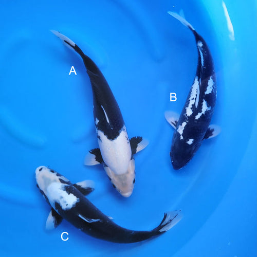 Japanese koi listing 2024FALL-134 from Niigata koi farm, containing Matsukawabuke, Matsukawabake at champkoi.com - image 4