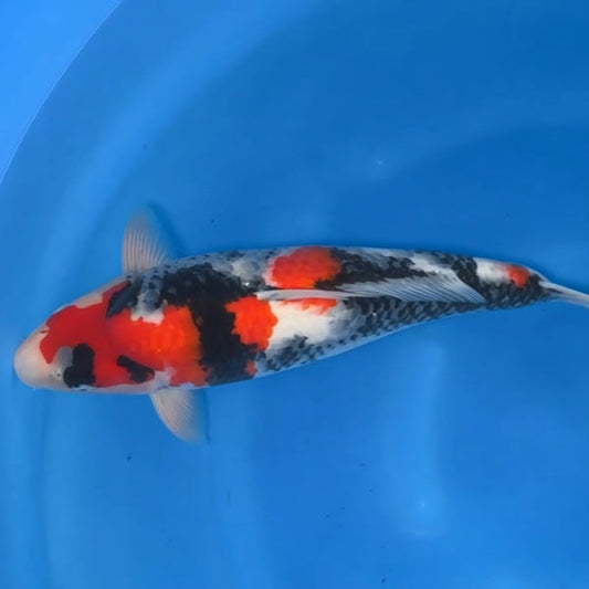 Japanese koi listing 2024FALL-141 Showa from Sekiguchi koi farm, containing Showa at champkoi.com