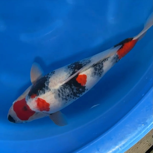 Japanese koi listing 2024FALL-144 Showa from Sekiguchi koi farm, containing Showa at champkoi.com