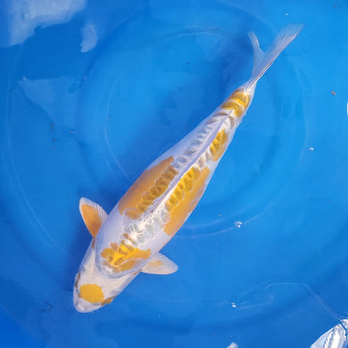 Japanese koi listing 2024FALL-149 Doitsu Hariwake from Niigata koi farm, containing Doitsu Hariwake at champkoi.com - image 1