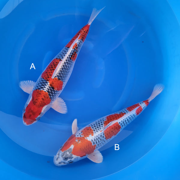 Japanese koi listing 2024FALL-157 from Marusei koi farm, containing Red Kujaku at champkoi.com