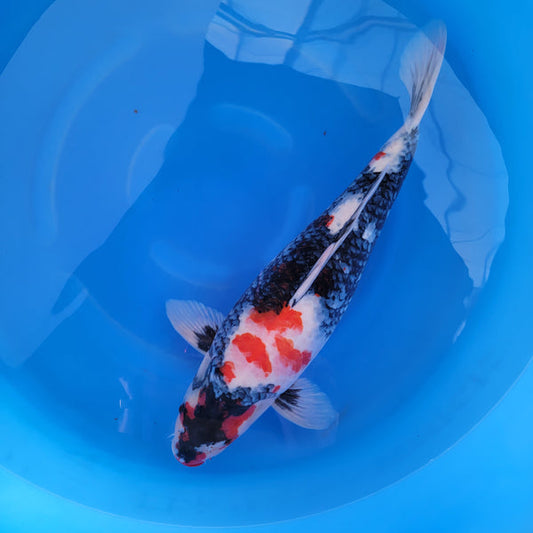Japanese koi listing 2024FALL-158 Showa from Marusei koi farm, containing Showa at champkoi.com