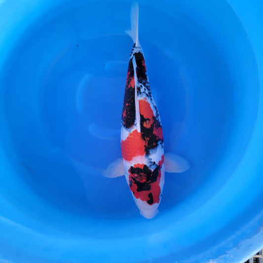 Japanese koi listing 2024FALL-159 Showa from Marusei koi farm, containing Showa at champkoi.com