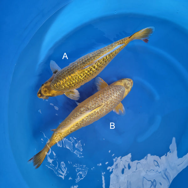 Japanese koi listing 2024FALL-160 from Marusaka koi farm, containing Ginrin Metallic Yellow Ogon at champkoi.com