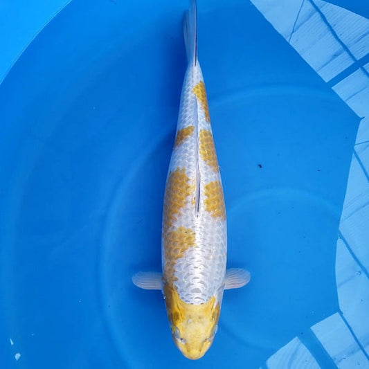 Japanese koi listing 2024FALL-166 Kogane Ochiba from Marusei koi farm, containing Kogane Ochiba at champkoi.com