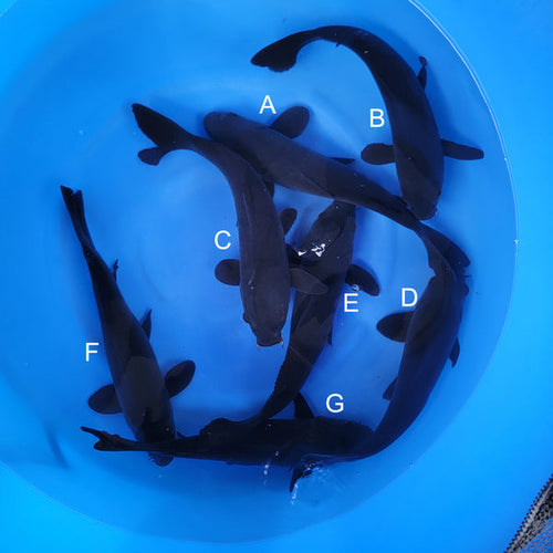 Japanese koi listing 2024FALL-177 from Otsuka koi farm, containing Karasugoi at champkoi.com - image 2