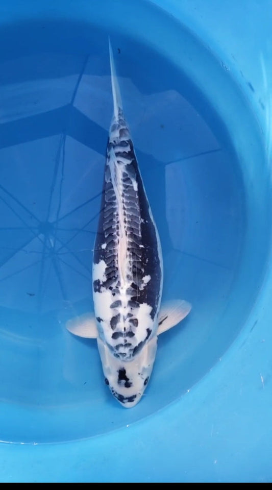 Japanese koi listing 2024FALL-178 Kumonryu from Marusho koi farm, containing Kumonryu at champkoi.com