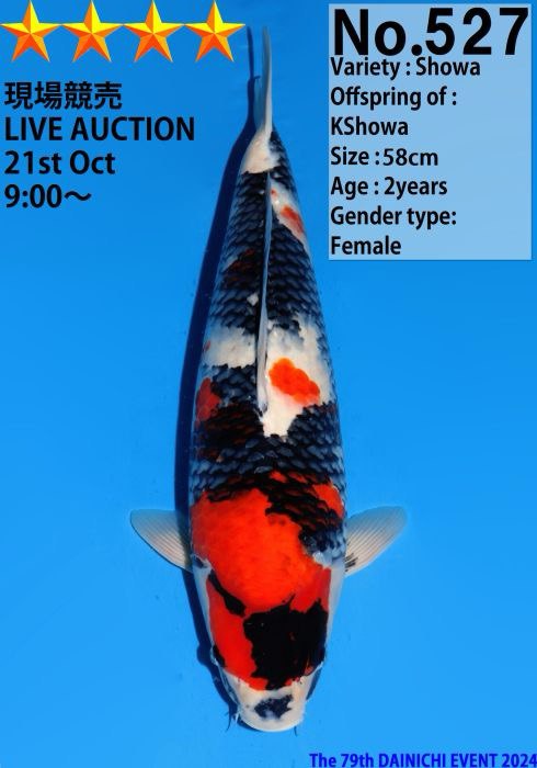 Japanese koi listing 2024FALL-188 Showa from Dainichi koi farm, containing Showa at champkoi.com