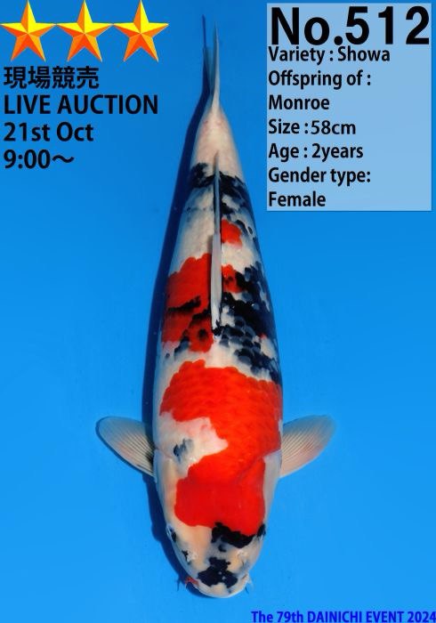 Japanese koi listing 2024FALL-189 Showa from Dainichi koi farm, containing Showa at champkoi.com