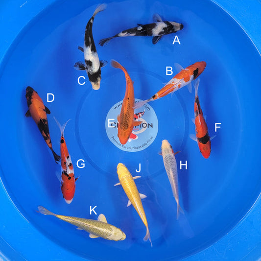 Japanese koi listing 2025APRIL-001 from Ogata koi farm, containing Shiro Utsuri, Ginrin Showa, Hi Utsuri, Aka Matsuba, Goshike, Sanke, Asagi, Yamabuki, Mukashi Ogon at champkoi.com