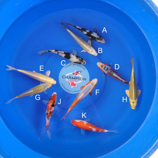 Japanese koi listing 2025APRIL-002 from Ogata koi farm, containing Shiro Utsuri, Mukashi Ogon, Shusui, Yamabuki, Asagi, Yellow Shusui, Showa, Kohaku at champkoi.com