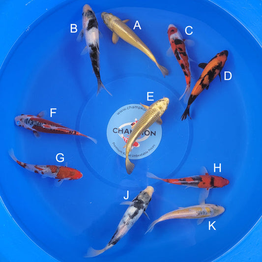Japanese koi listing 2025APRIL-003 from Ogata koi farm, containing Mukashi Ogon, Shiro Utsuri, Sanke, Hi Utsuri, Shusui, Ginrin Goshiki, Goshiki, Yellow Shusui at champkoi.com