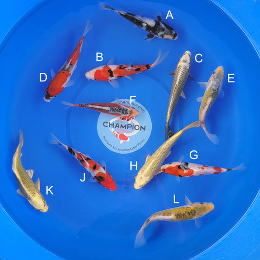 Japanese koi listing 2025APRIL-004 from Ogata koi farm, containing Shiro Utsuri, Sanke, Mukashi Ogon, Goshiki, Yellow Shusui, Shusui, Showa at champkoi.com