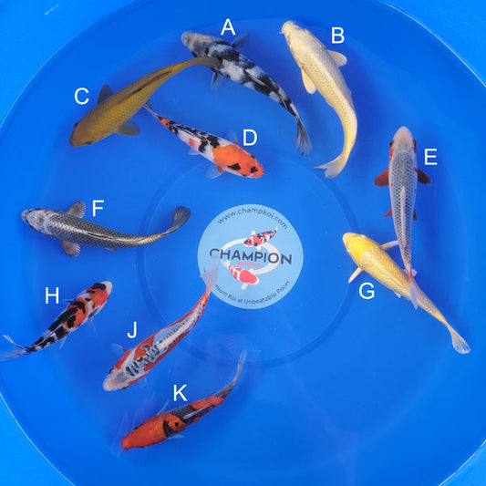 Japanese koi listing 2025APRIL-005 from Ogata koi farm, containing Shiro Utsuri, Yamabuki, Chagoi, Showa, Asagi, Mukashi Ogon, Shusui, Goshiki at champkoi.com