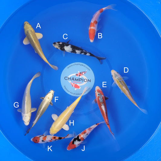 Japanese koi listing 2025APRIL-006 from Ogata koi farm, containing Mukashi Ogon, Kohaku, Shiro Utsuri, Yellow Shusui, Shusui, Yamabuki, Sanke at champkoi.com