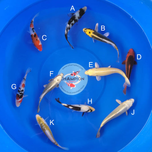 Japanese koi listing 2025APRIL-008 from Ogata koi farm, containing Shiro Utsuri, Kujaku, Sanke, Aka Matsuba, Yamabuki, Mukashi Ogon, Ginrin Shiro Utsuri, Yellow Shusui at champkoi.com