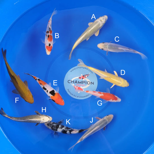 Japanese koi listing 2025APRIL-009 from Ogata koi farm, containing Mukashi Ogon, Sanke, Asagi, Yamabuki, Chagoi, Kohaku, Shiro Utsuri at champkoi.com