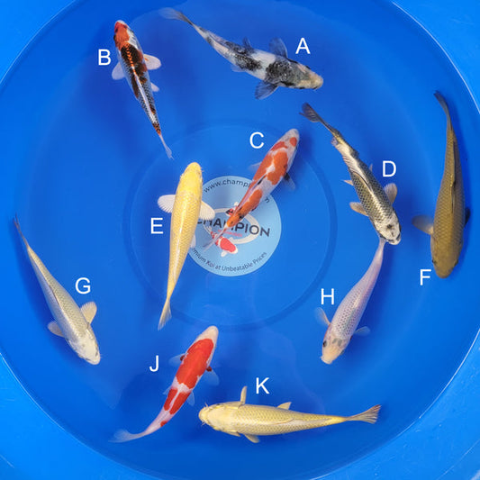 Japanese koi listing 2025APRIL-010 from Ogata koi farm, containing Shiro Utsuri, Kujaku, Showa, Mukashi Ogon, Yamabuki, Chagoi, Asagi, Kohaku at champkoi.com